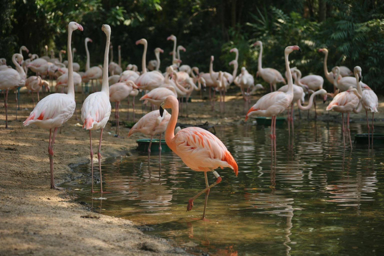 Parque das Aves